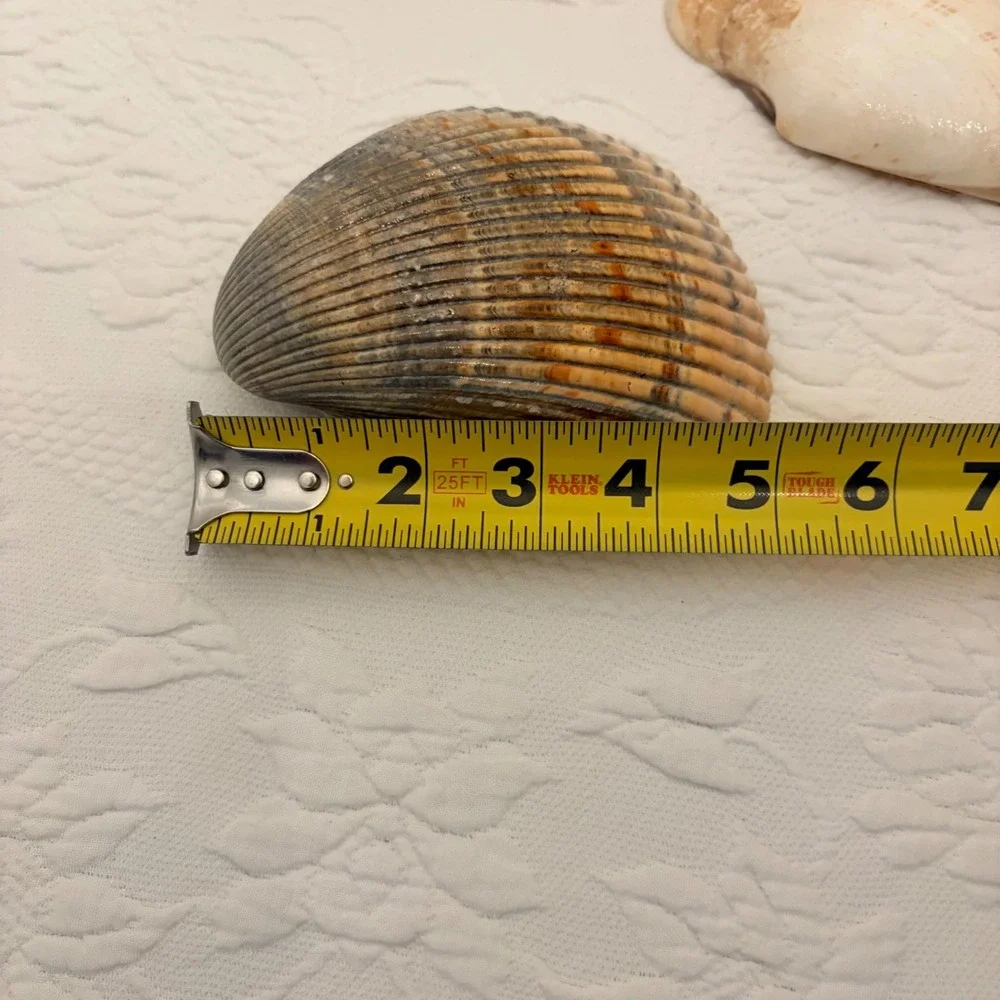 The Natural World Coastal Seashell Picture Frame & 4 Natural Shell Decor Conch